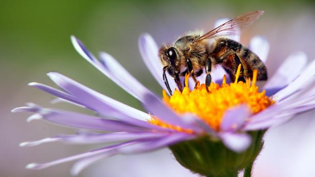 Buzzin' About Bees