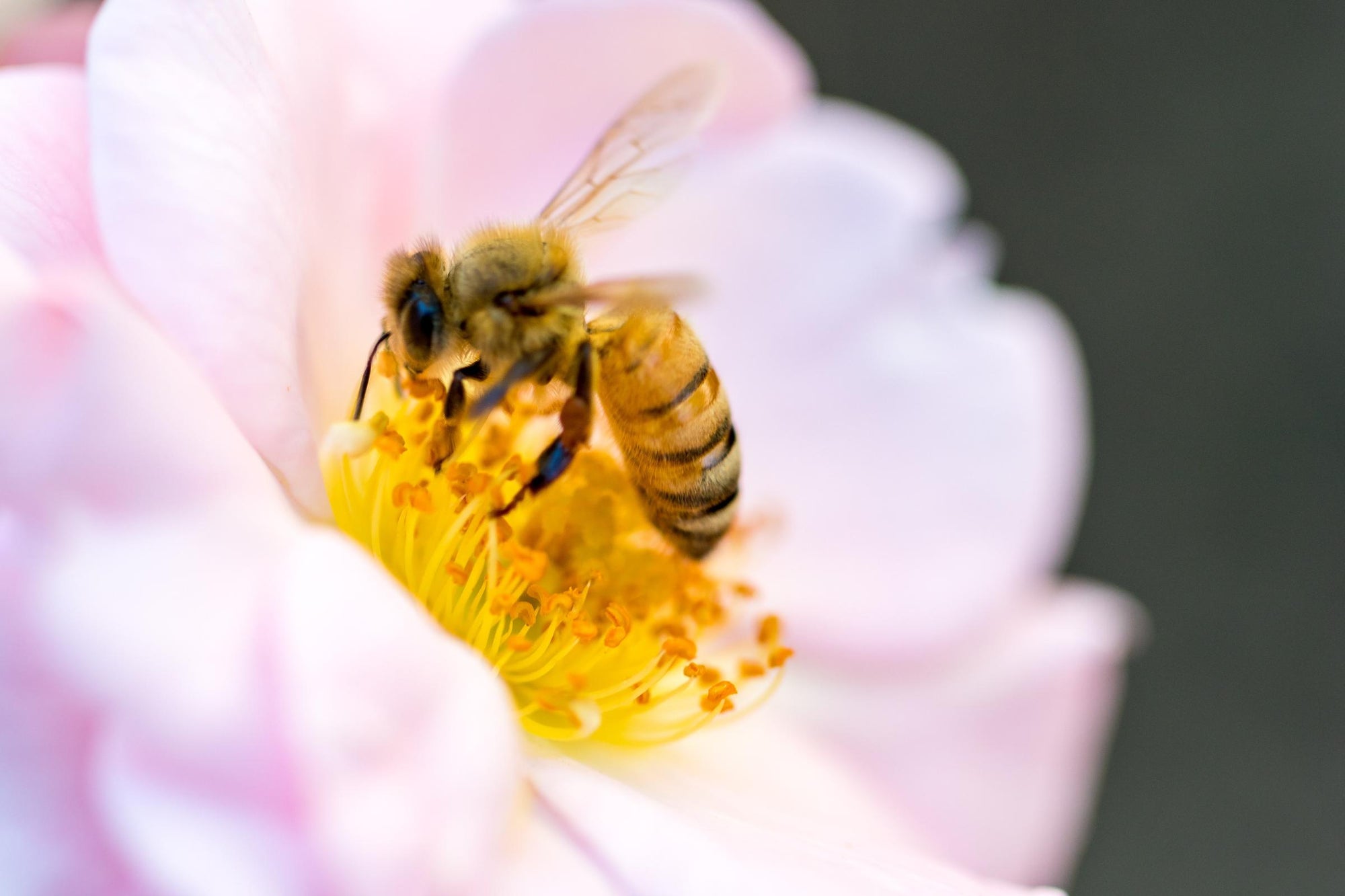 The Importance of Bees